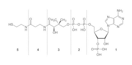 Coenzym A - free acid