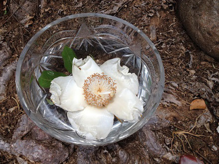 バオバブの花