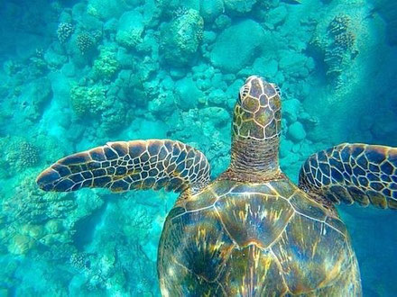 Hawaiian green sea turtle a creative life form navigating the ocean.