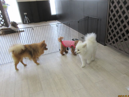 犬の保育園Baby・犬・ペットホテル