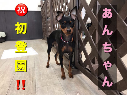 犬の保育園Baby・犬・犬のしつけ・犬の社会化・犬の保育園