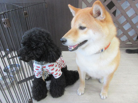 犬の保育園Baby・犬・犬のしつけ・犬の社会化・習志野市・八千代市・船橋市