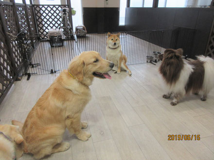 犬の保育園Baby・犬・犬のしつけ・犬の社会化