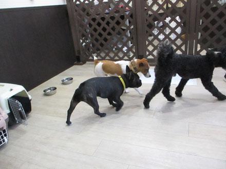 犬の保育園Baby・犬・犬のしつけ・犬の社会化・犬の保育園