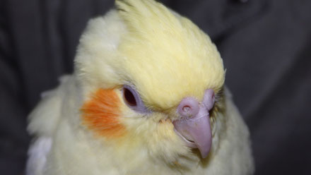 手乗りルチノーオカメインコヒナが仲間入りしました。