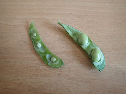 食べ頃はどっちかな?