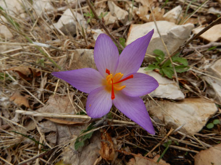 Il fiore dello zafferano di Thomas