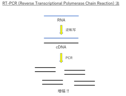 RT-PCR (Reverse Transcription Polymerase Chain Reaction) 法の図