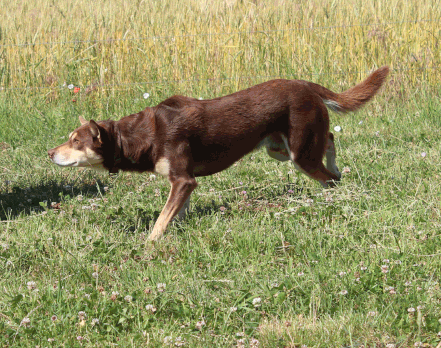 Working Kelpie
