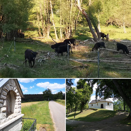 Es sind ein Kruezweg eine Kapelle und Auerochsen zu sehen