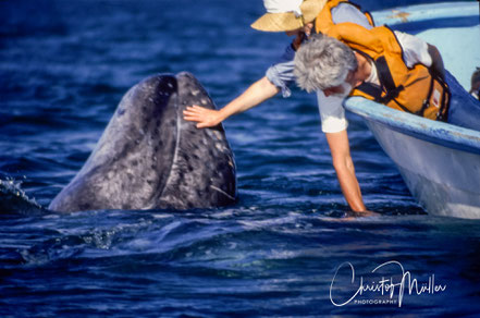 Gray Whale human being encounter in Baja California