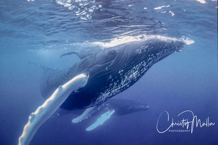 Swimming with Humpback Whales in the Silverbank