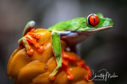 Red-eyed tree frog in Costa Rica Rainforest