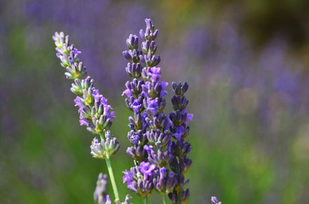 Lavendel und andere ätherische Öle unterstützen Mama Baby und Kind beim Wohlbefinden dank unserer aetherio love & science bio Sprays