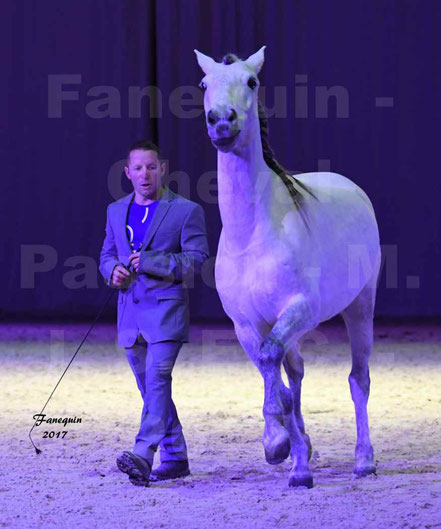 Ludovic LONGO & 1 cheval en liberté