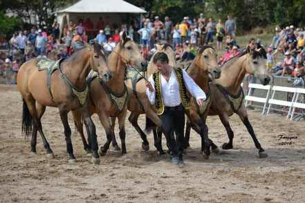 Chevaux en Libertés - Christophe HASTALUEGO