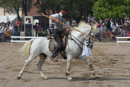 Démonstration d'équitation de travail CAMARGUAIS