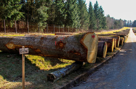 Holz - universeller Bio-Rohstoff  [© Foto: Dr. G. Strobel]