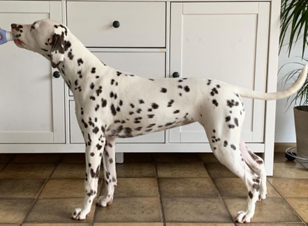 Somora´s Upper Class "Dakota" N/hu