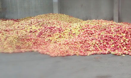 Äpfel