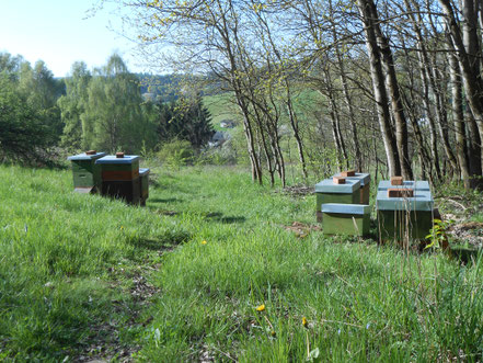 Wabenhonig im Naturwabenbau,naturbelassen,Deutschen Wabenhonig bestellen.