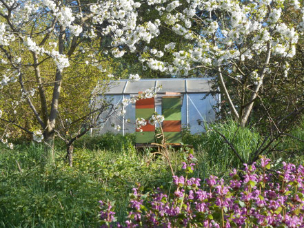  Obstblüte im April,eine gute Trachtquelle für die Bienen.