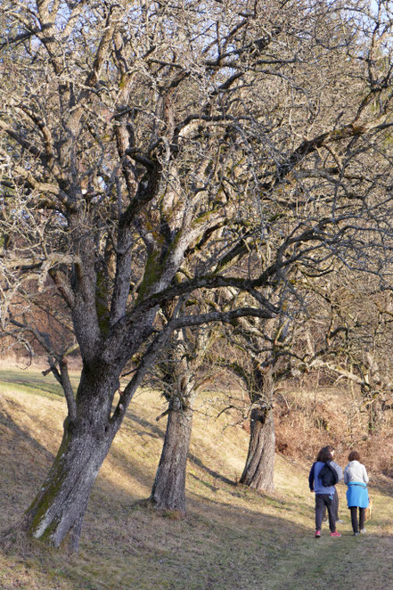 Wanderweg Rannach, 2017
