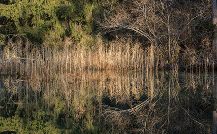 Waldstück beim Belpberg an der Aare, Sandra Gygax Fotografie & Kunst