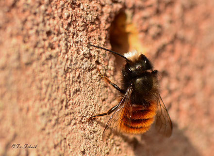 Gehoornde metselbij (mannetje). Zeldzame bijensoort in Nederland