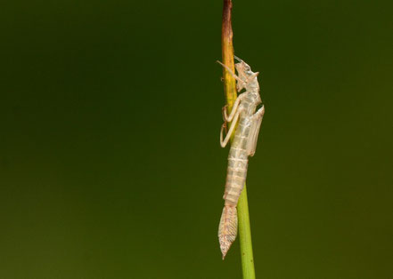 Foto 5: Een leeg larvenhuidje van een waterjuffer.