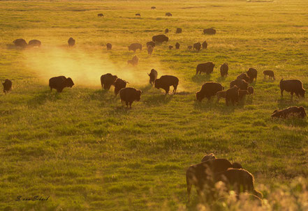 Kudde bizons in de avondschemer