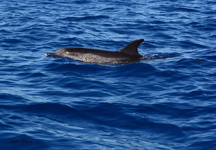 Atlantisch gevlekte dolfijn (Zeldzaam)