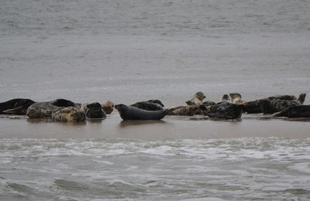 De grijze zeehond is forser dan de gewone zeehond en heeft een spitsere snuit.