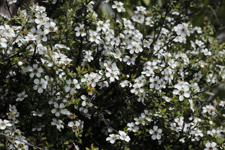 Fleurs de Manuka