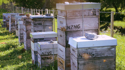 Beehives in Dunedin New Zealand owned by NZNG