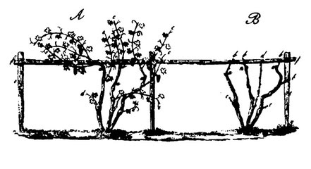 Konstruktion des Kammerrahmens. Abb. von J.P. Bronner "Der Weinbau im Haardtgebirge", 1833