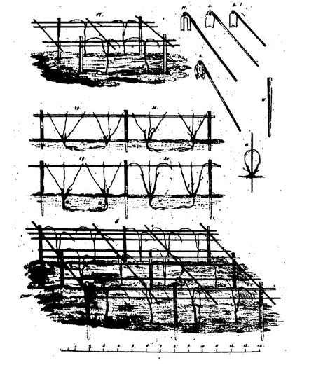 Unterschiedliche Systeme der Kammerziehung. Abb. von J.P. Bronner "Der Weinbau im Haardtgebirge", 1833 