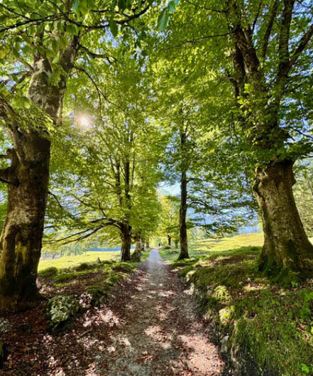 Sonnendurchfluteter Weg durch den Wald.