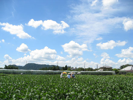 青空の下で農業体験の写真