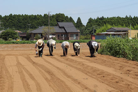 大豆の種まきを並んでしている人たちの写真