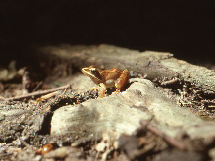 Hüpferling eines Springfroschs von 15 mm Körperlänge, Foto: E. Andrä