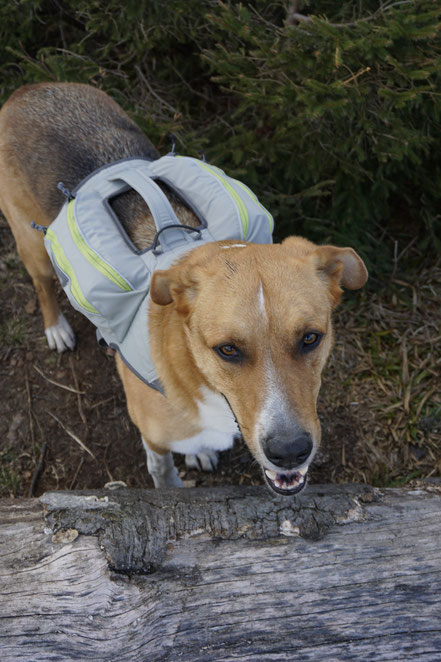 berghundtal, berg hund tal, wandern mit hund, testbericht, ruffwear, singletrak, packtaschen für hunde, hundegeschirr,outdoor hund,