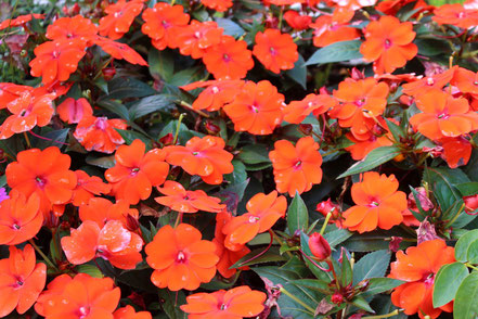 Farbige Blumen