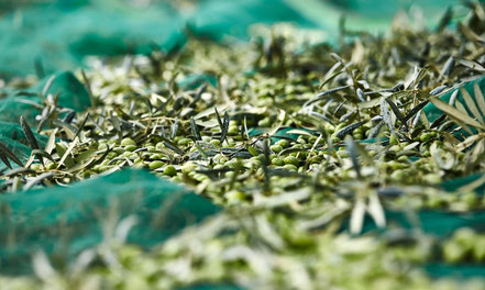 Oliven im Netz