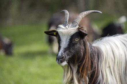 © La ferme des p'tits cllos - chèvre des fossés