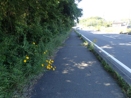 245号線東側の繁茂状況