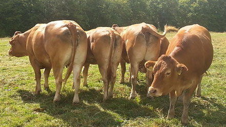 Limousinhof Jüdes, polled limousin