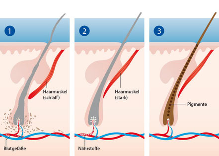    Versorgung der Haarwurzeln