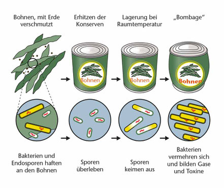 Mikroorganismen in Lebensmitteln