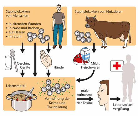 Mikroorganismen in Lebensmitteln